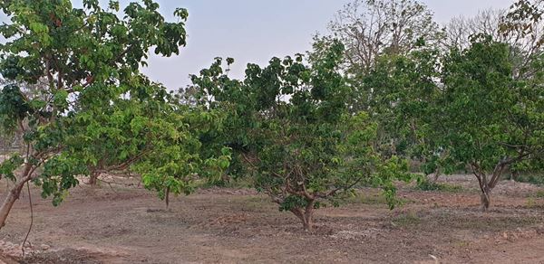 ขายด่วนที่ดินสวน อ.นาดี จ.ปราจีนบุรี เนื้อที่ 79 ไร่ มีสวนผลไม้